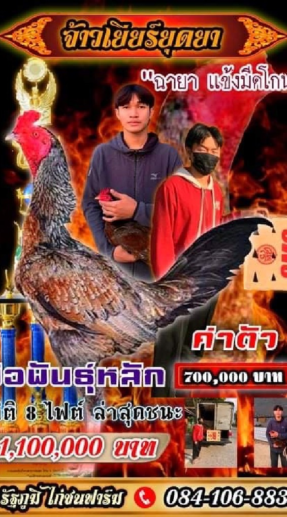 🐓รัฐภูมิ ฟาร์ม พม่าล่าเชิง 🐣🌿