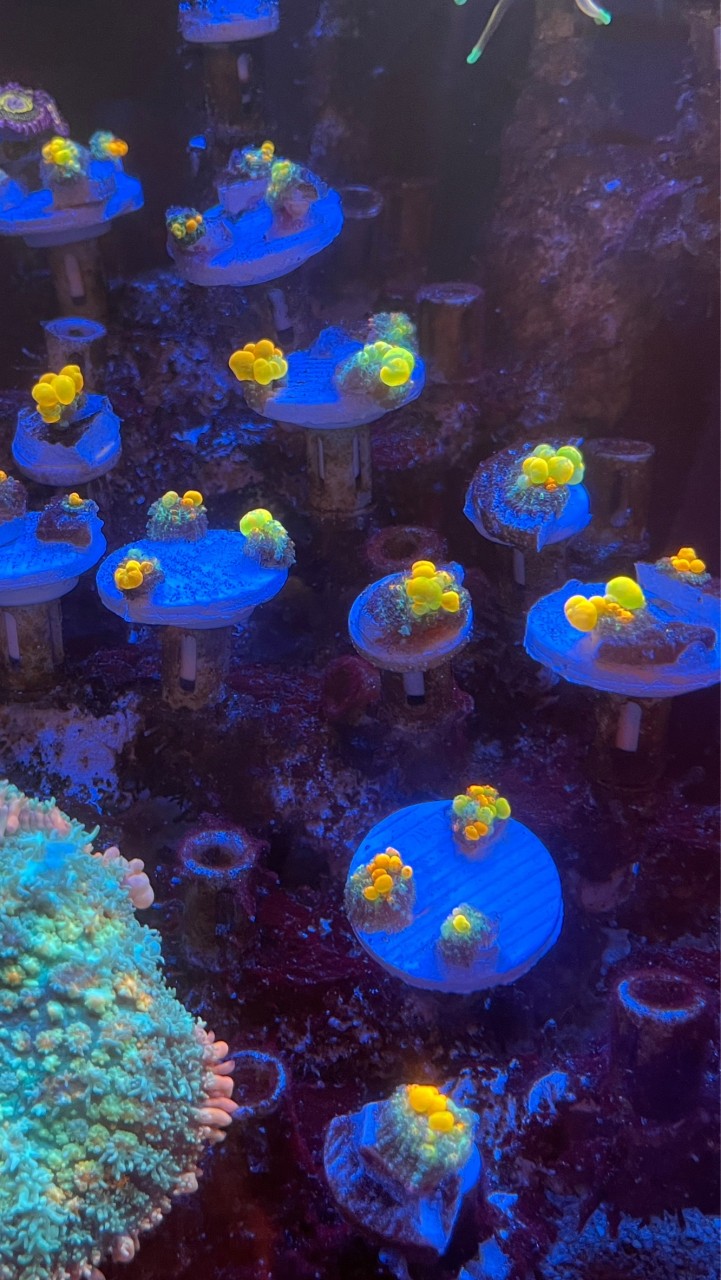 Godzilla coral 精品社