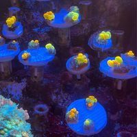Godzilla coral 精品社