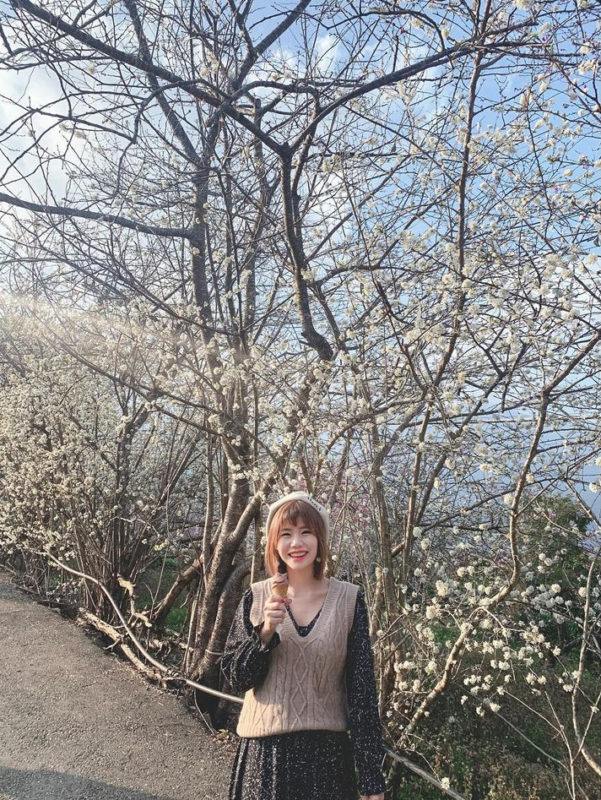 南投賞櫻｜南投賞梅｜南投賞李｜南投草坪頭｜南投景點