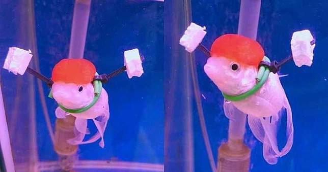 患魚鰾病整條倒頭栽　好心爸自製超萌「專屬輪椅」神救援
