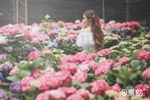 桃園繡球花季開幕 萬株花海花期交通資訊一次看 景點家 Line Today