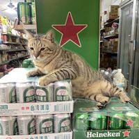 尋找阿虎
