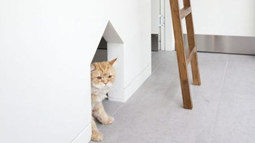 與貓共居的7種生活技巧！