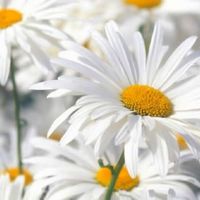 ゆっくりな雑談部屋🌼