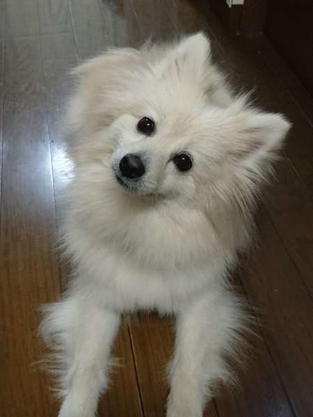 犬が首をかしげるキュートな画像 しぐさの理由も解説