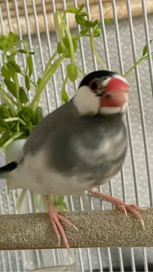 文鳥の会