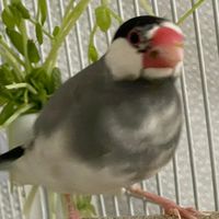 文鳥の会