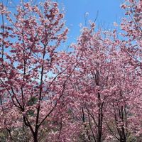 鳳姐推薦｜全台住宿・美食・旅遊情報群