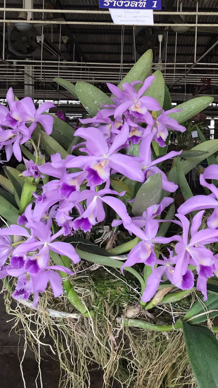 Thai Orchid Market