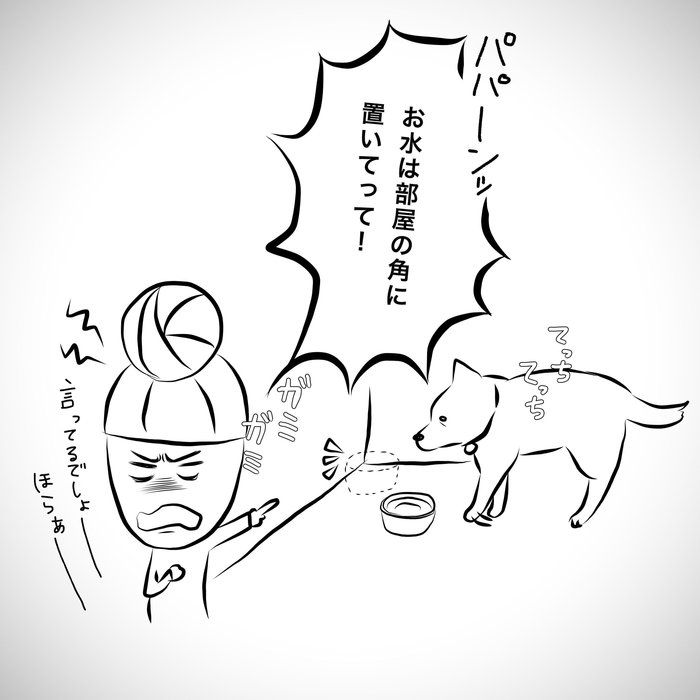 愛犬を巡っての家族喧嘩 シロさんの反応とは