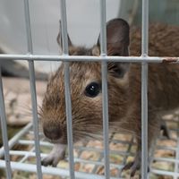 あっ！そこの、デグー飼いさんщ(ﾟдﾟщ)ｶﾓｰﾝ