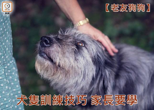 老友狗狗 家長再培訓加強犬隻訓練技巧