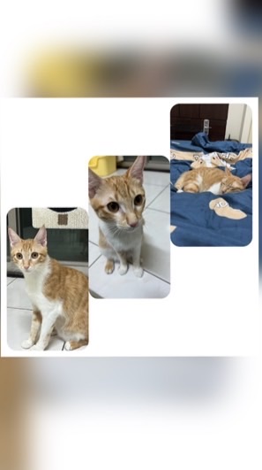 欸嘿