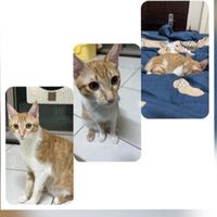 欸嘿