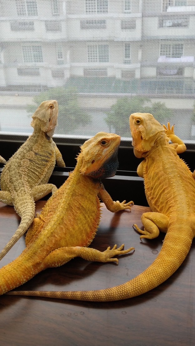 冷血角落 Cold Blooded Corner