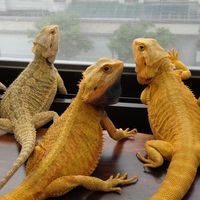 冷血角落 Cold Blooded Corner
