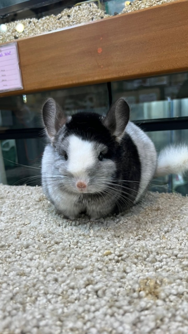 KB Rabbit & Chinchilla