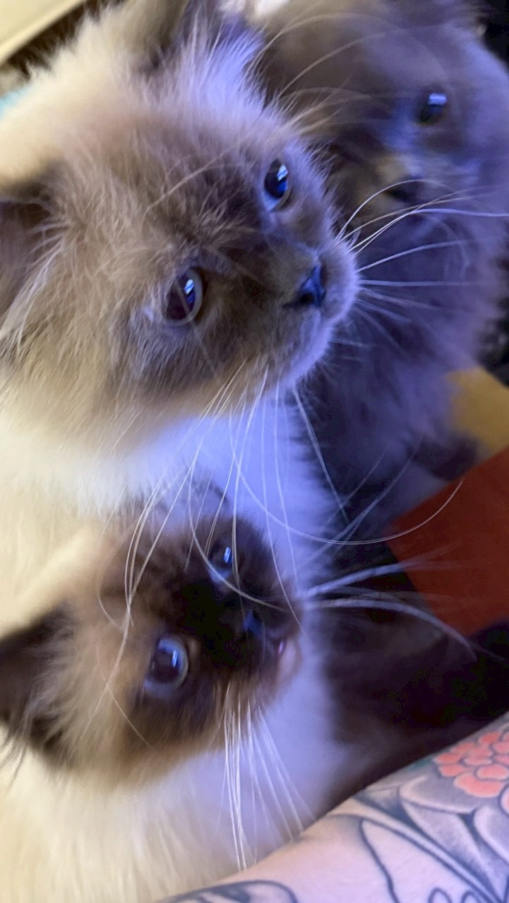 ♡٩(,,Ǒ ◡ Ǒ,,)و