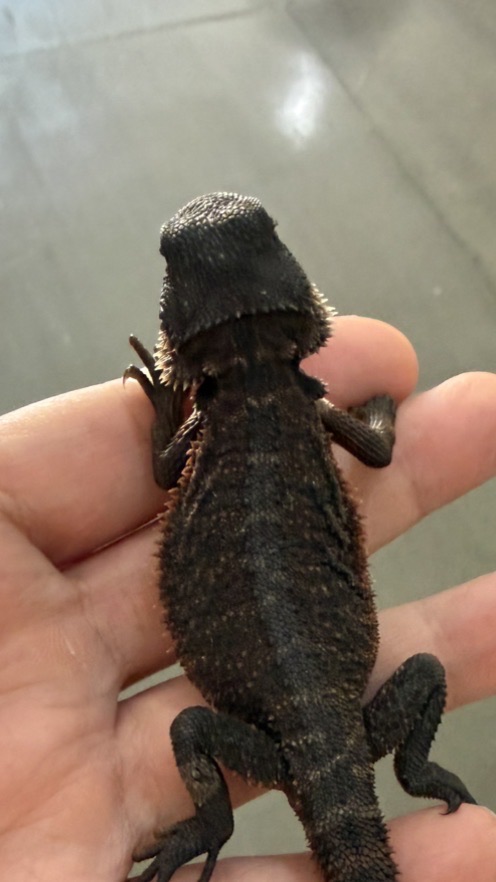 168 Bearded Dragon