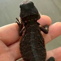 168 Bearded Dragon