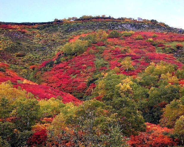 北海道的紅葉銀杏賞 是日日本 Line Today