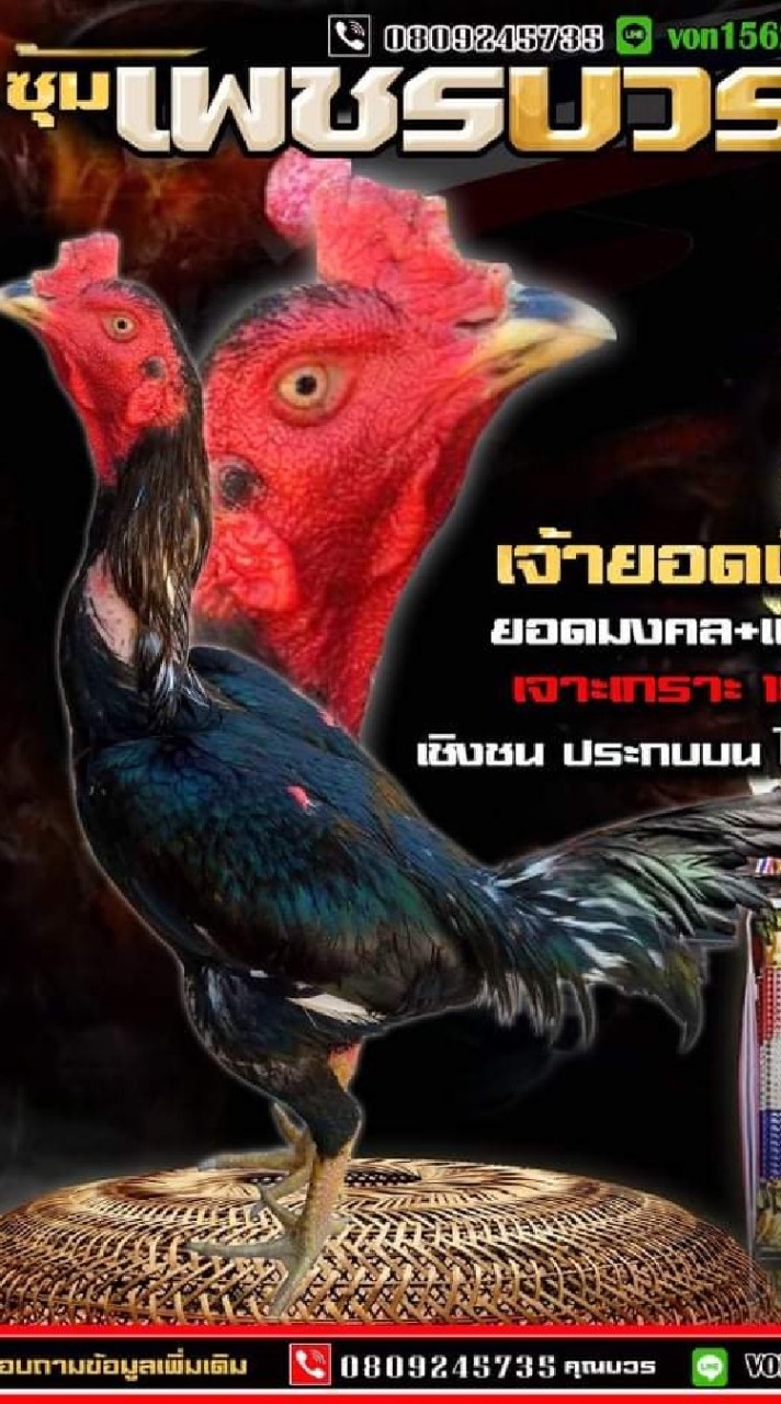ซุ้ม เพชรบวร ไก่ชนสายตี