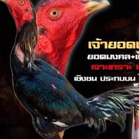 ซุ้ม เพชรบวร ไก่ชนสายตี
