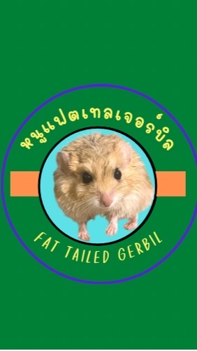 หนูแฟตเทลเจอร์บิล-Fat Tailed Gerbil