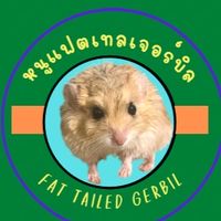 หนูแฟตเทลเจอร์บิล-Fat Tailed Gerbil