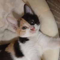 貓貓
