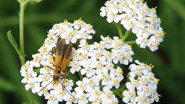 Kumbang yang Berubah jadi 'Zombie' Gara-Gara Terinfeksi Jamur