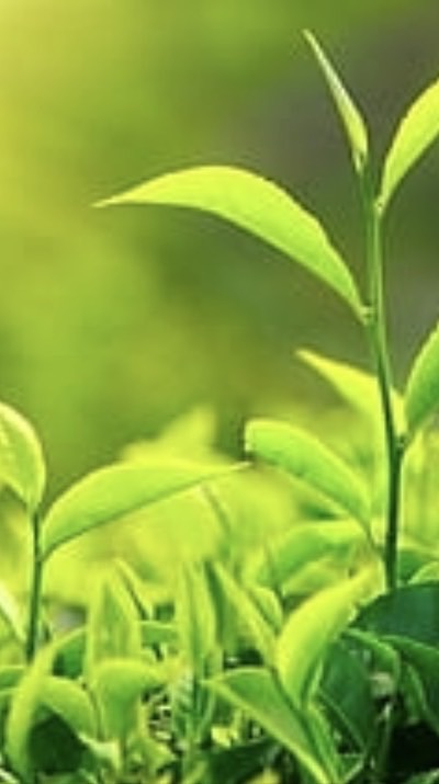 新北好茶薈萃集中在一起15人