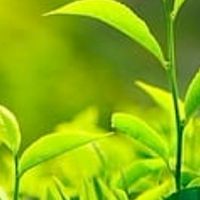 新北好茶薈萃集中在一起15人