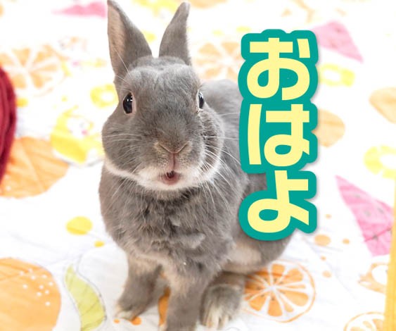 燕下障害から3カ月 うさぎに発覚した難病 根尖膿瘍 こんせんのうよう とは 中編