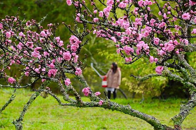 ▲武陵農場賞花-櫻花。（圖／武陵農場FB粉絲專頁）