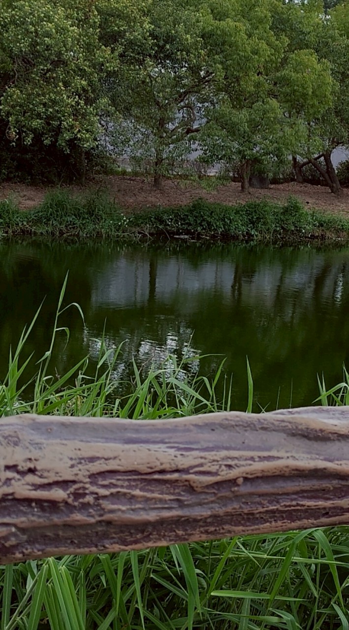 高雄皮克敏討論聊天區