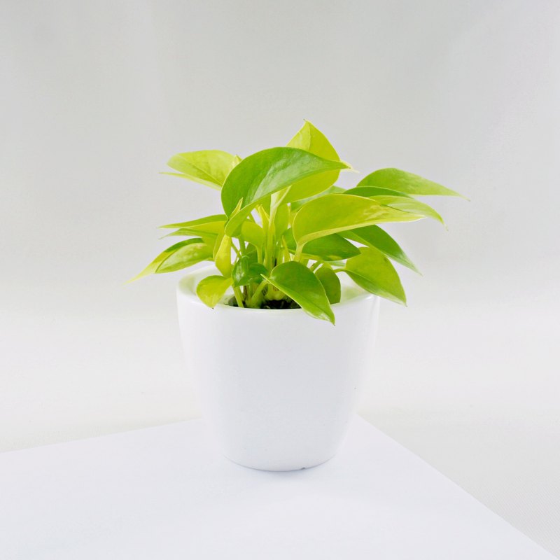 夏日豔陽在萊姆綠的黃金葛照映下，顯得消暑了不少。細看才發現那葉脈竟黃得有些耀眼，耀眼到讓人難以忽視，如佐以夏日南風的輕拂下，你會發覺內心安定了不少。