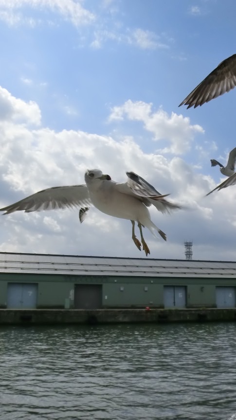 ３月8日羽アリ練習会