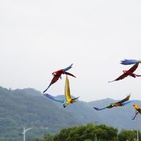 快樂自由放飛團