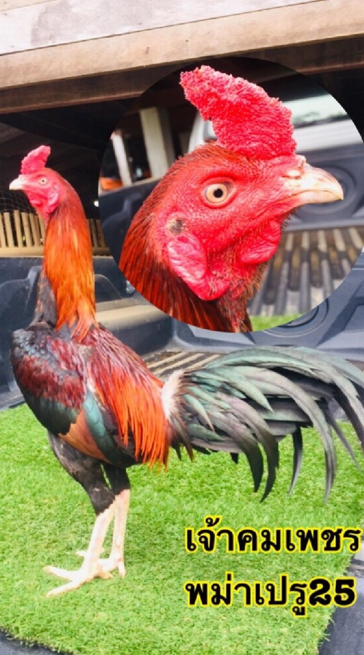 ไก่ชนเวียงสา