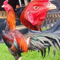 ไก่ชนเวียงสา