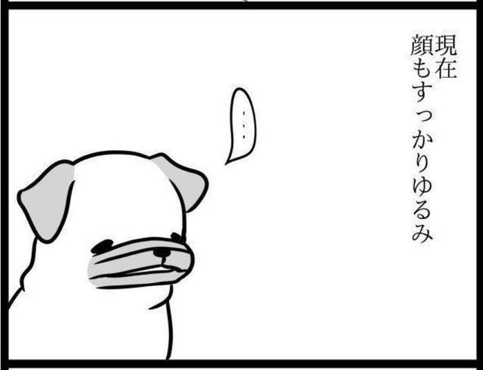 パグ犬 めー のビフォーアフター画像がネットで話題