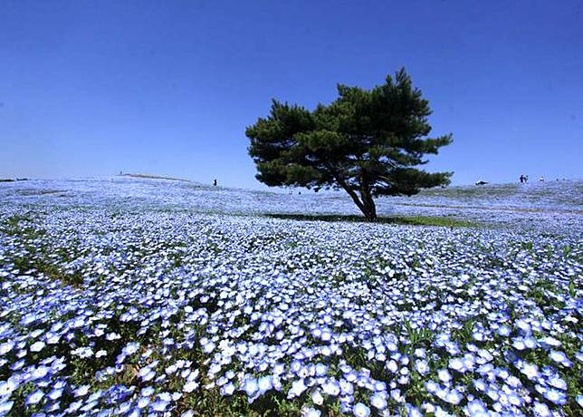 漫步海天一線藍色山丘日本 國營常陸海濱公園 粉蝶花群爭豔 Live Japan Line Today