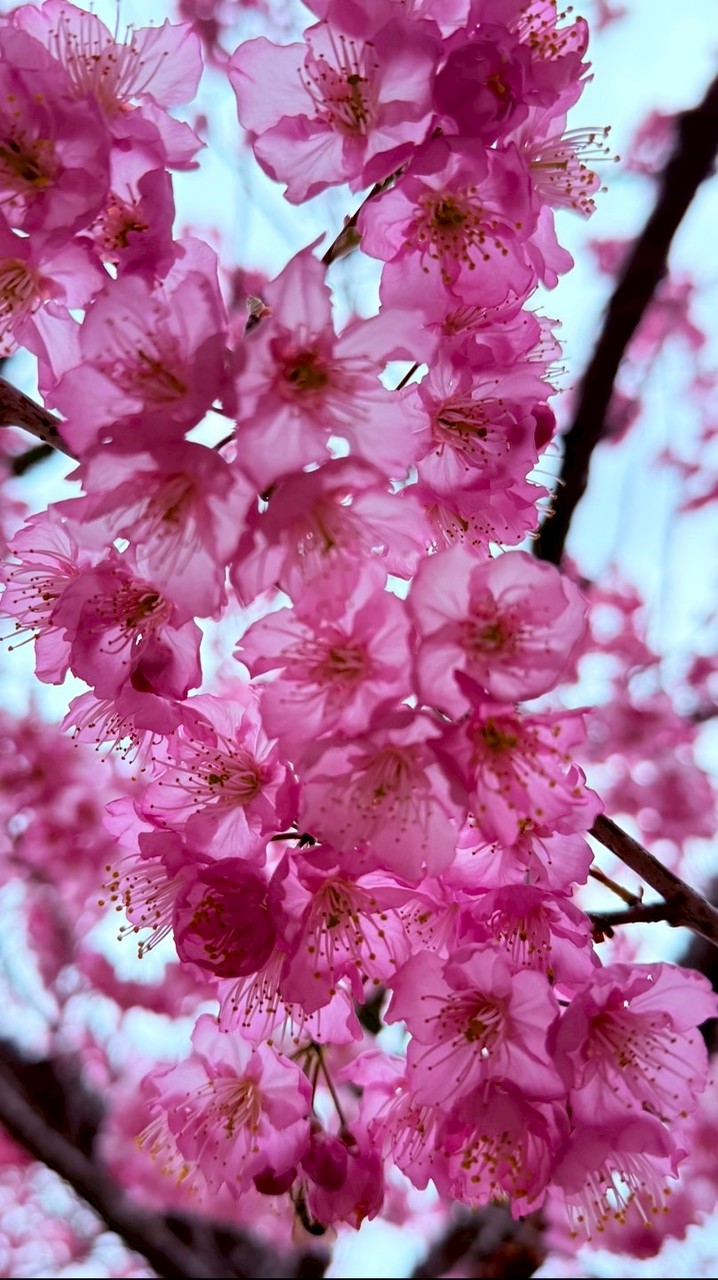 🌸虎尾出發福壽山千櫻園一日遊🌸