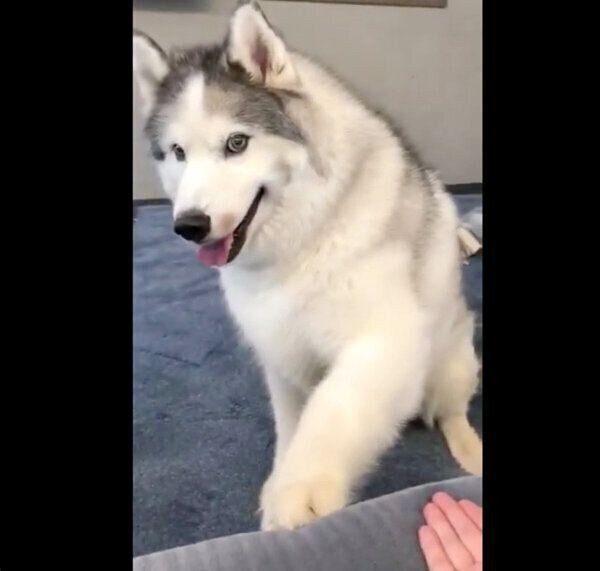 ドヤ顔で飼い主さんをおちょくるハスキー犬