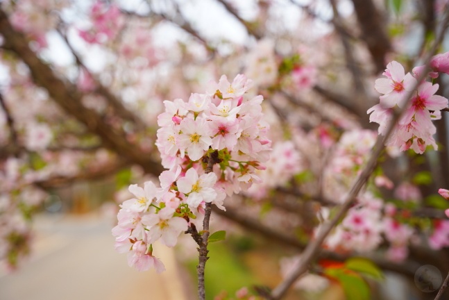 吉野櫻,沙鹿天元宮,沙鹿天元宮吉野櫻,賞櫻懶人包