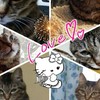 猫ちゃん・ハチワレちゃん野良猫ちゃん愛猫ちゃん飼っていない方大歓迎!!雑談オッケー👌です?