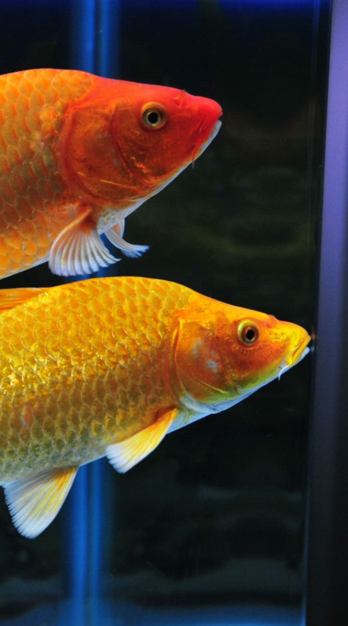 全台水族群🐠☞競標區☜