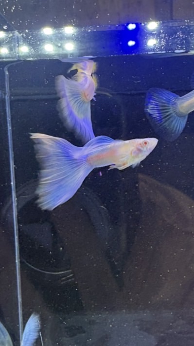 凱睿水族直播工作室